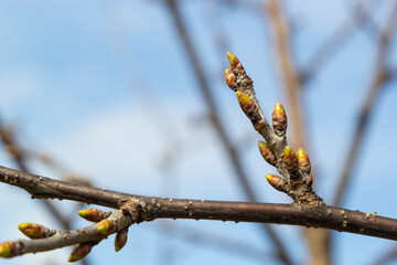 budding buds on a tree branch in early spring macro - Powered by Adobe