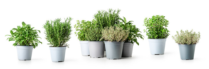 Rosemary, oregano, sage and thyme. Herbs in pot.