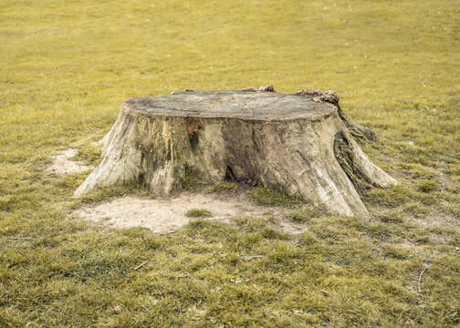 New Barnet, London, UK - April 11, 2022: A tree stump sits amongst some green grass.