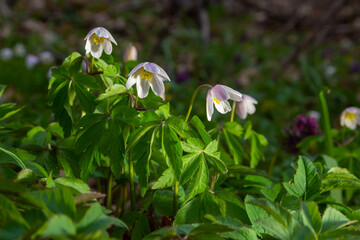 Anemone nemorosa is an early-spring flowering plant in the genus Anemone.