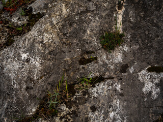 imagen detalle textura piedra gris con hierba