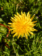 yellow dandelion flower