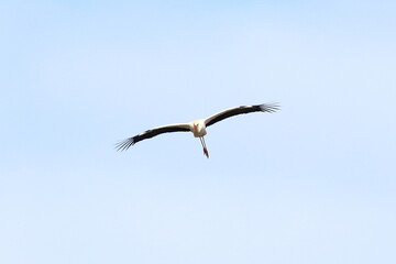 White stork in migration flight