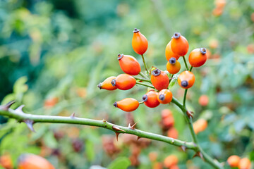 Close-up of dog-rose berries on the branch. Close-up, selective focus