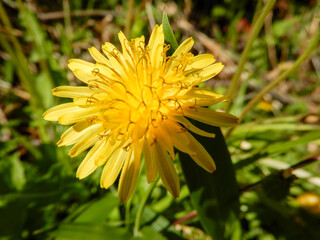yellow dandelion flower