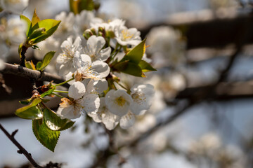 Close up shot of white plum flowers blossoming on the tree branch