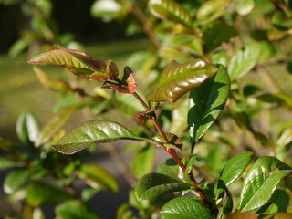 Die Natur im Frühling