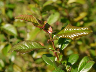 Die Natur im Frühling