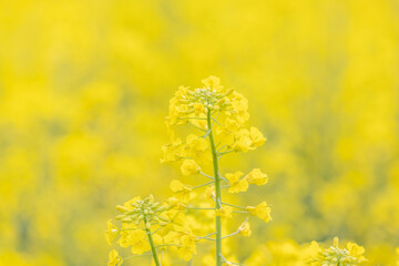 Obraz premium 公園の菜の花畑