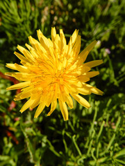 yellow dandelion flower