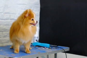 A Pomeranian Pomeranian stands on a grooming table with an electric hair clipper on it - obrazy, fototapety, plakaty