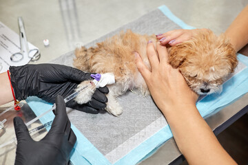 Veterinarian administers medication to a Maltipoo puppy through a catheter in his paw. Close-up,...