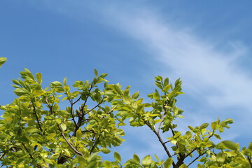 瑞々しい新緑と青空のアップ