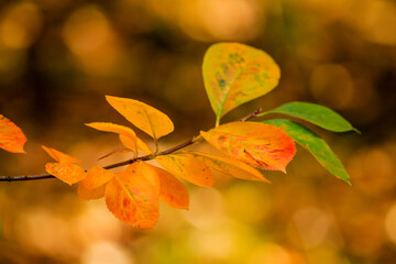 Autumn Leaves