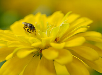 Long-chinned Stingless Bee (Geniotrigona thoracica) on yellow flower macro photo
