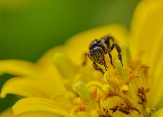 Long-chinned Stingless Bee (Geniotrigona thoracica) on yellow flower macro photo