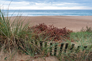 Vegetation in the dunes of Las Landas. Defocused beach background. Ondres