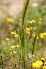 Kłos na tle łąki