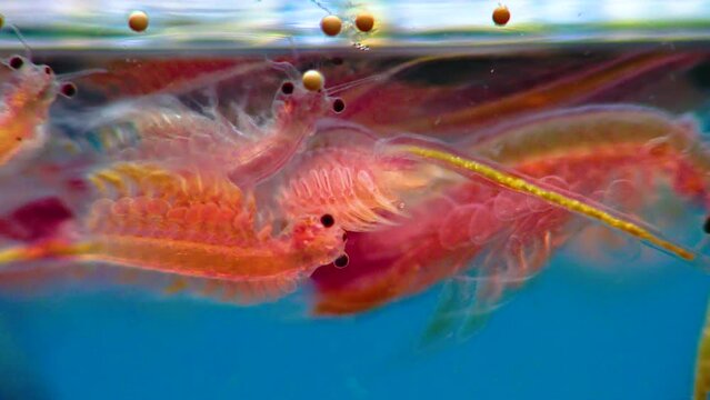 Artemia salina - small hypersaline crustaceans that live in salty waters of closed reservoirs. Kuyalnik Estuary, Ukraine
