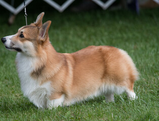 Pembroke Welsh Corgi standing on exhibit