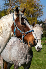 Fototapeta premium Têtes de chevaux Appaloosa Snowflake et Varnish de profil