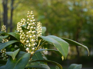 Obraz premium Die Natur im Frühling