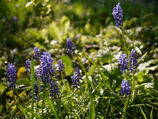 Fototapeta premium Die Natur im Frühling