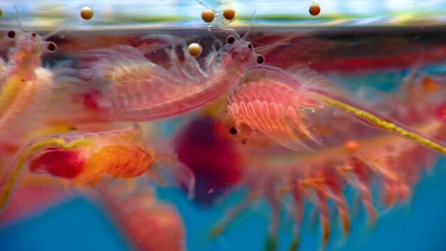 Artemia salina - small hypersaline crustaceans that live in salty waters of closed reservoirs. Kuyalnik Estuary, Ukraine