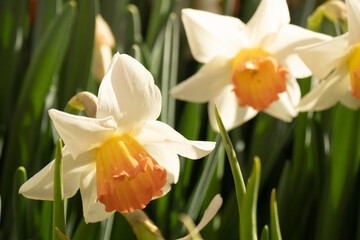 Daffodils in the flower bed. Plants close-up. White-yellow spring flowers