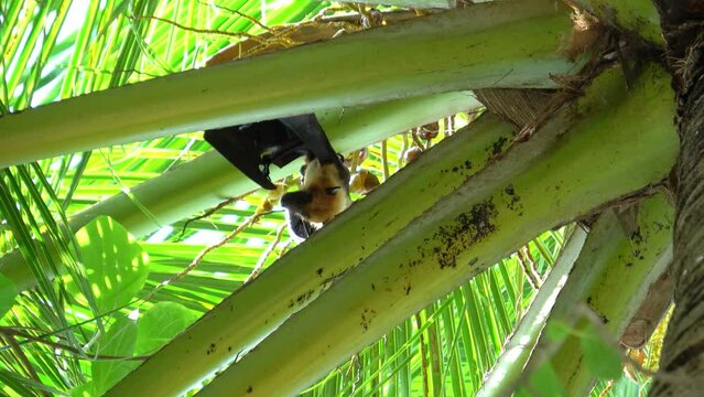 ein Flughund h&auml;ngt in einer Palme und ruht sich aus