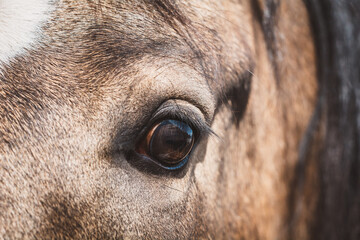 Auge | Pferd