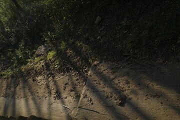 track in the sand