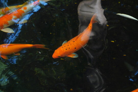 Fancy carps are swimming in the pond.