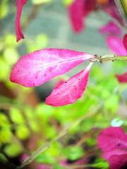 Obraz na płótnie Canvas Pink leaves
