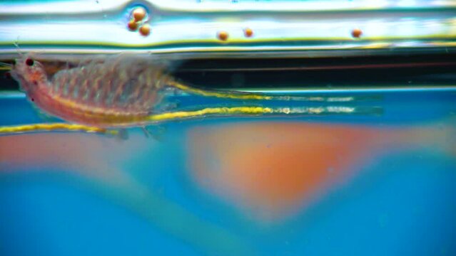 Artemia salina - small hypersaline crustaceans that live in salty waters of closed reservoirs. Kuyalnik Estuary, Ukraine