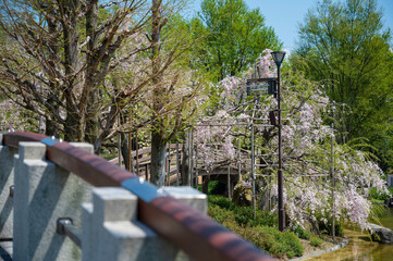 草津市水生植物公園
