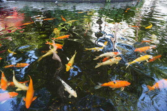 Fancy carps are swimming in the pond.