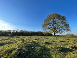 Big tree start to blossom during spring around Beerze