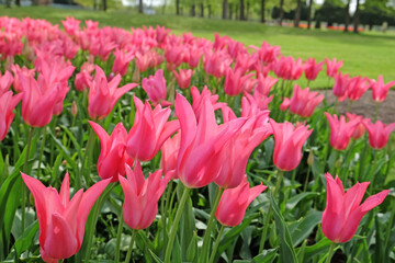 Hot pink single lily flowered tulip 'Pretty Woman' in flower