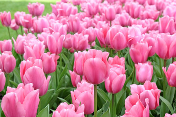 Pink Tulip ÔMistressÕ in flower.