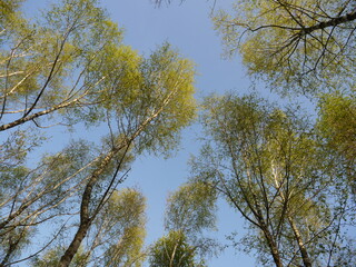 Die Natur im Frühling