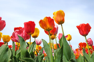 A colourful mix of hybrid triumph tulips in flower.