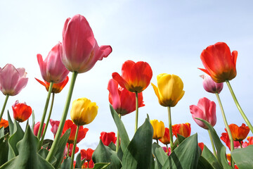 A colourful mix of hybrid triumph tulips in flower.