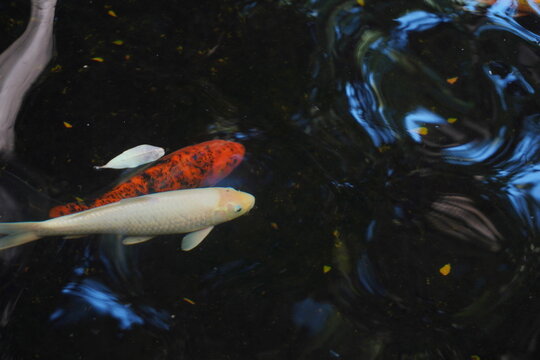 Fancy carps are swimming in the pond.