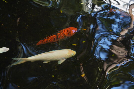 Fancy carps are swimming in the pond.