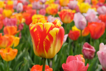 Variegated Yellow and red single triumph flowered tulip in flower