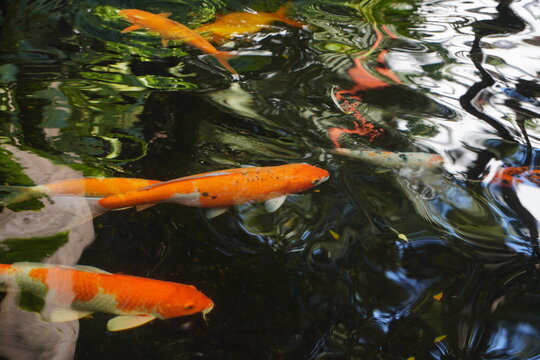 Fancy carps are swimming in the pond.