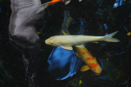 Fancy carps are swimming in the pond.