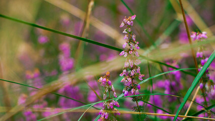 Champ de bruyères sauvages, au cœur de la forêt