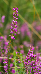 Champ de bruyères sauvages, au cœur de la forêt